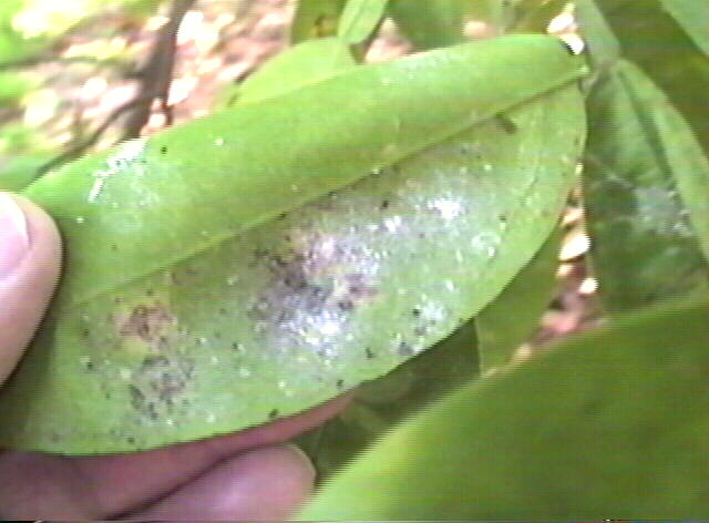 Ash Whitefly, Siphoninus phillyreae