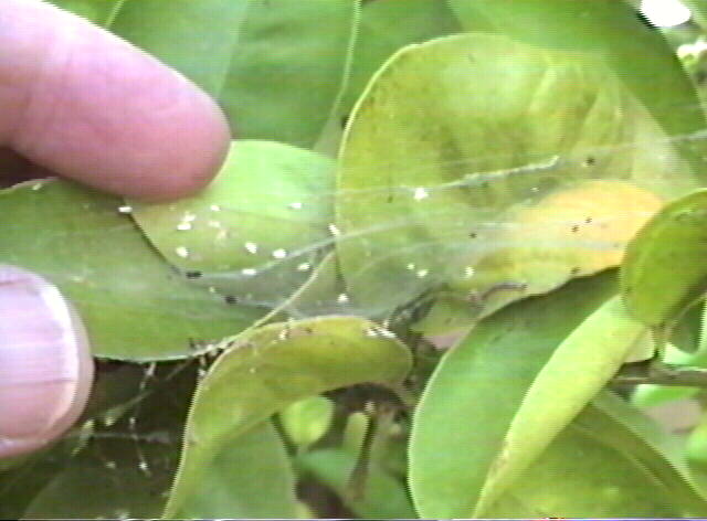 Ash Whitefly, Siphoninus phillyreae