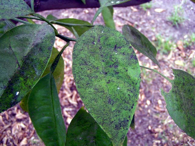 Ash Whitefly, Siphoninus phillyreae