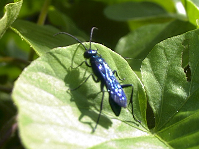 Blue Mud Wasp, Chalybion californicum