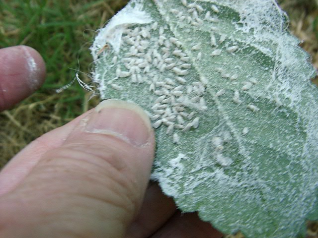 Giant Whitefly, Aleurodicus dugesii