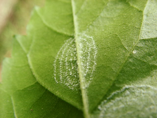 Giant Whitefly, Aleurodicus dugesii