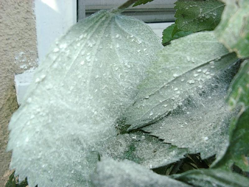 Giant Whitefly, Aleurodicus dugesii