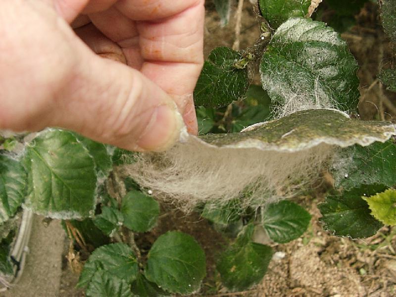 Giant Whitefly, Aleurodicus dugesii