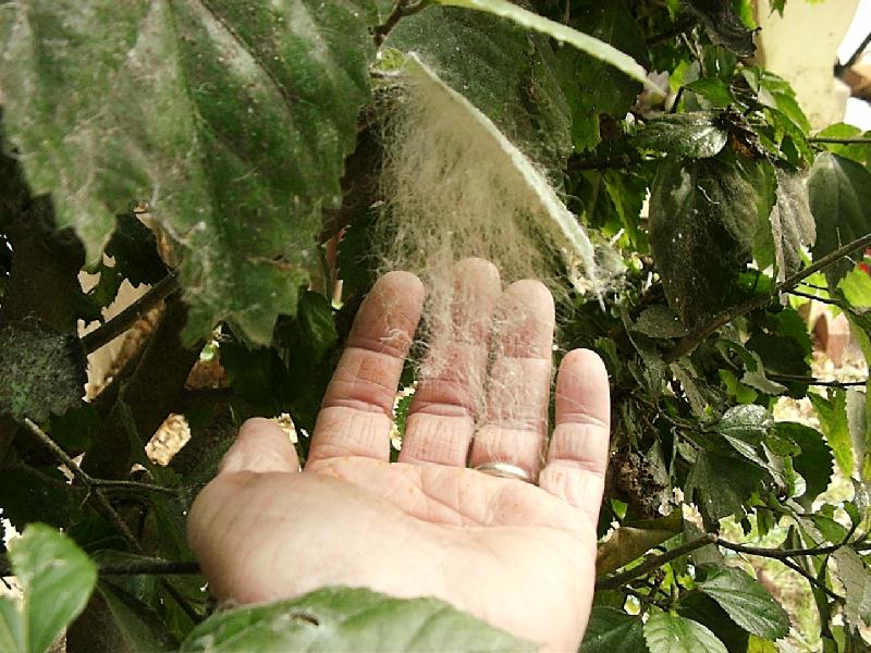 Giant Whitefly, Aleurodicus dugesii