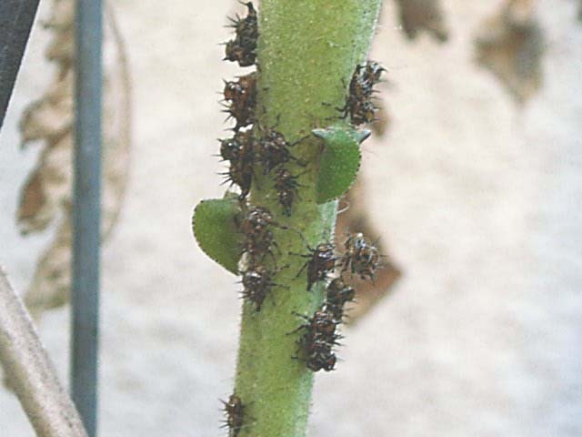 Keeled Treehopper, Antianthe expansa