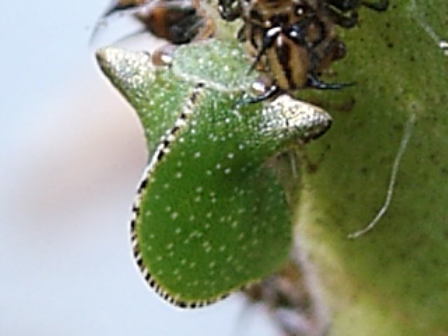 Keeled Treehopper, Antianthe expansa