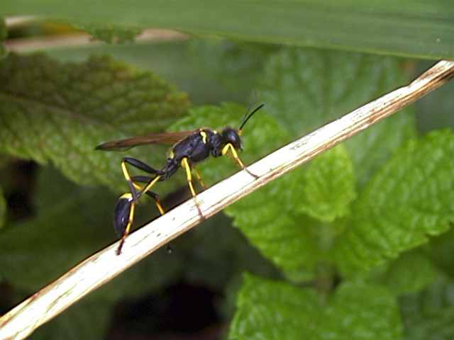 Yellow and Black Mud Dauber, Sceliphron caementarium