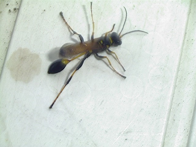 Yellow and Black Mud Dauber, Sceliphron caementarium