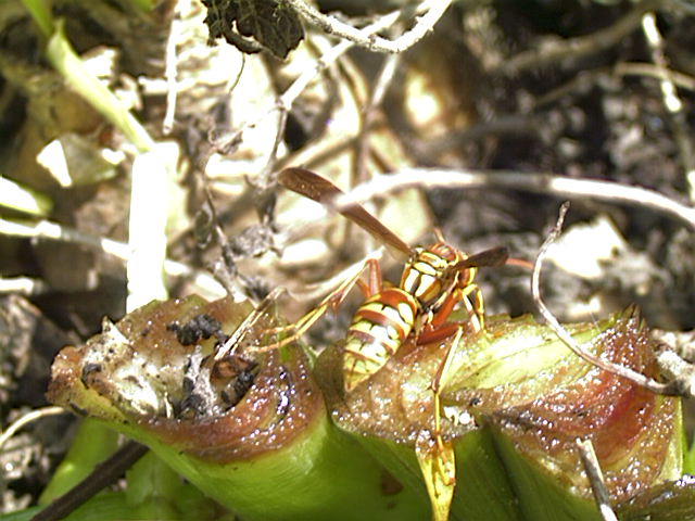 Golden Paper Wasp, Polistes fuscatus