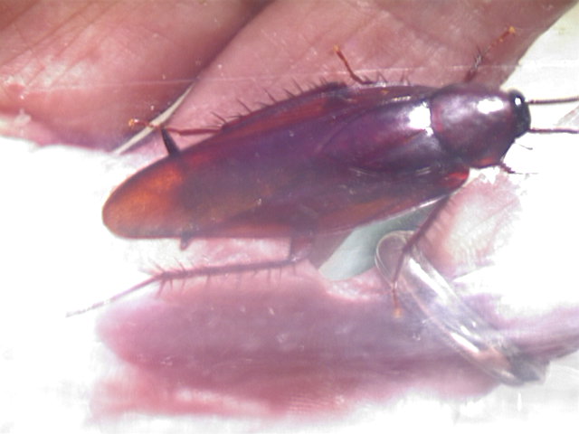American Cockroach, Periplaneta americana