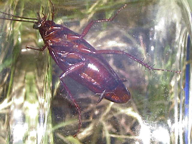 American Cockroach, Periplaneta americana