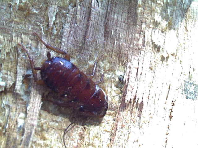 American Cockroach, Periplaneta americana