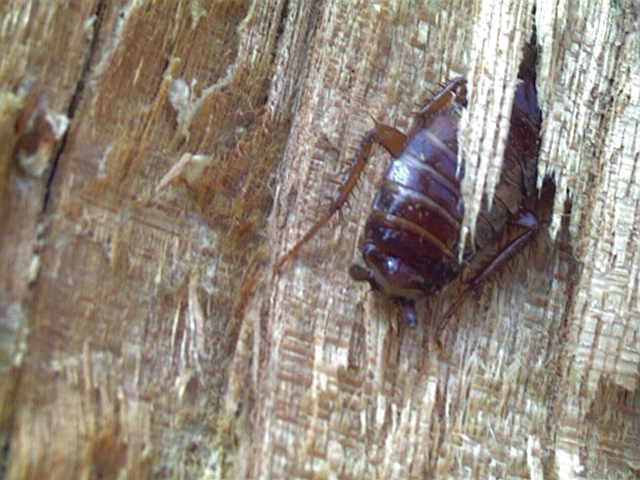 American Cockroach, Periplaneta americana