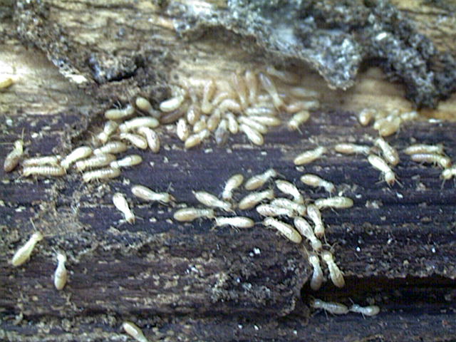 Western Subterranean Termite, Reticulitermes hesperus