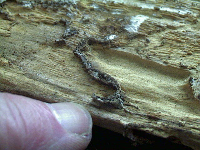 Western Subterranean Termite, Reticulitermes hesperus
