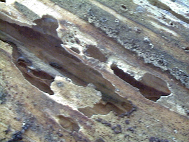 Western Subterranean Termite, Reticulitermes hesperus