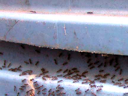 Argentine Ant, Iridomyrmex humilis