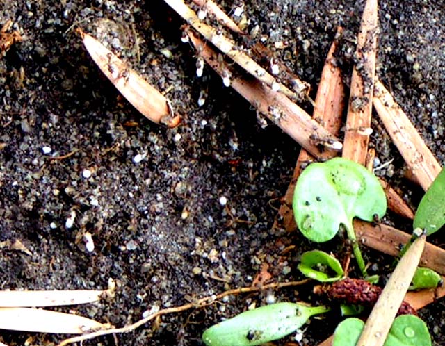 Argentine Ant, Iridomyrmex humilis