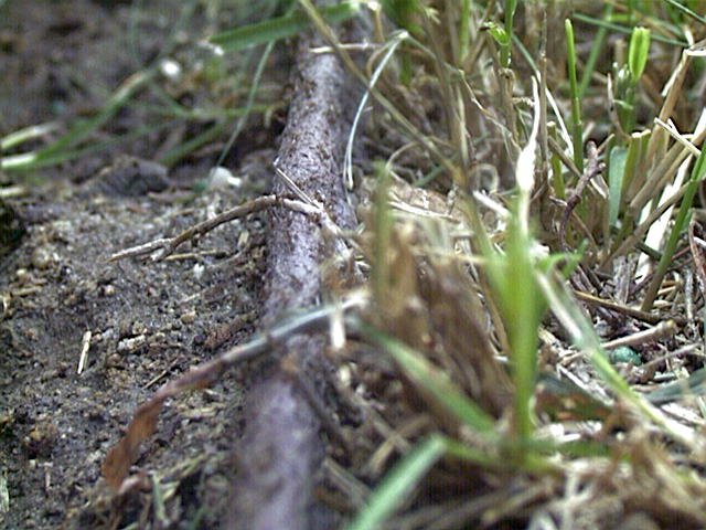 Argentine Ant, Iridomyrmex humilis