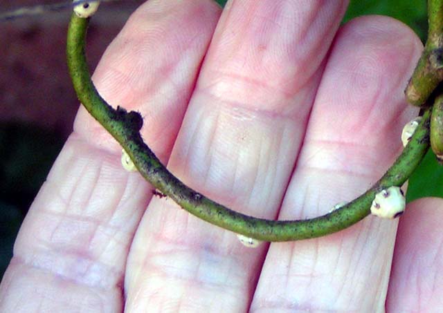 Barnacle Scale, Ceroplastes cirripediformis