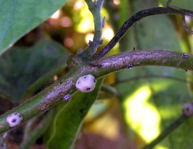 Barnacle Scale, Ceroplastes cirripediformis