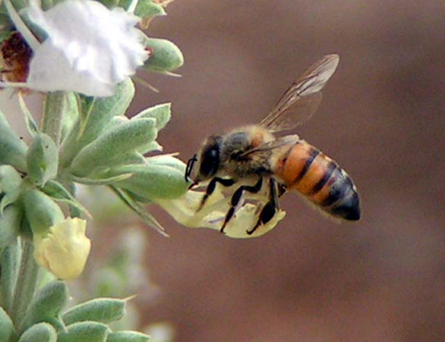 Honey Bee, Apis mellifera