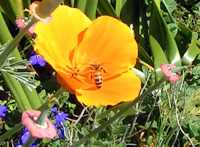 Honey Bee, Apis mellifera