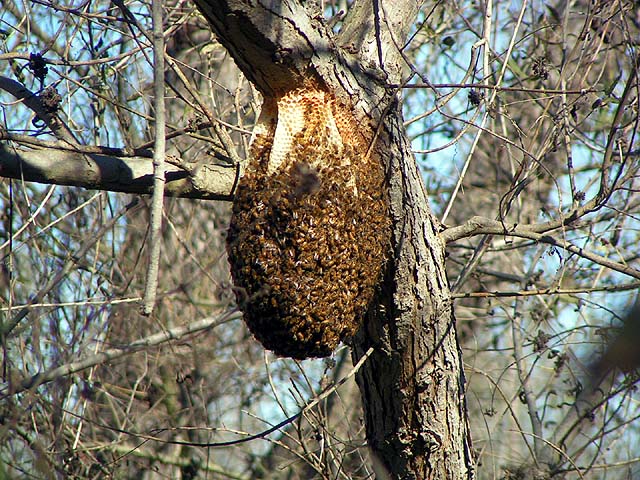 Honey Bee, Apis mellifera