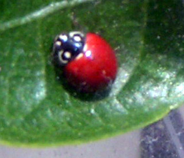 Blood-Red Lady Beetle, Cycloneda sanguinea