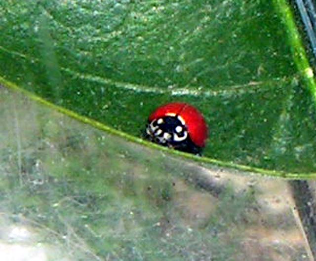 Blood-Red Lady Beetle, Cycloneda sanguinea