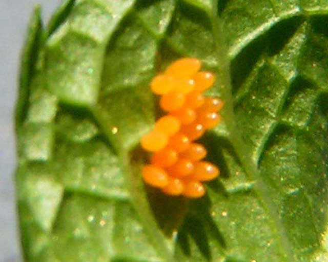 Blood-Red Lady Beetle, Cycloneda sanguinea