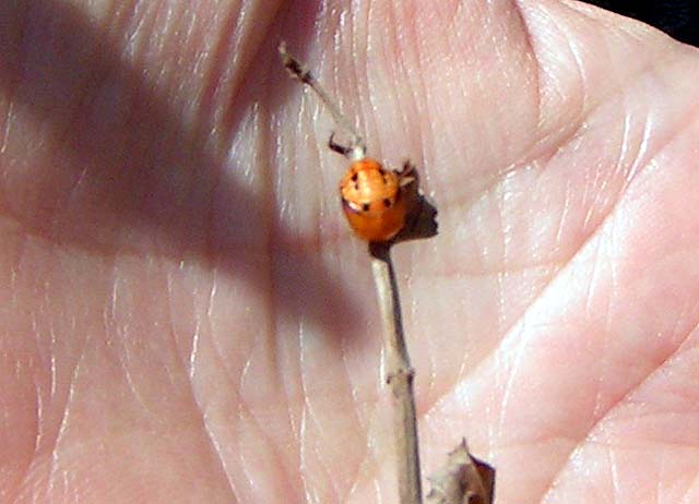 Blood-Red Lady Beetle, Cycloneda sanguinea