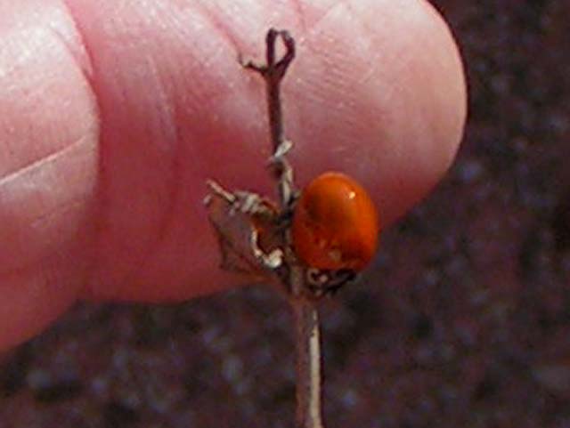 Blood-Red Lady Beetle, Cycloneda sanguinea