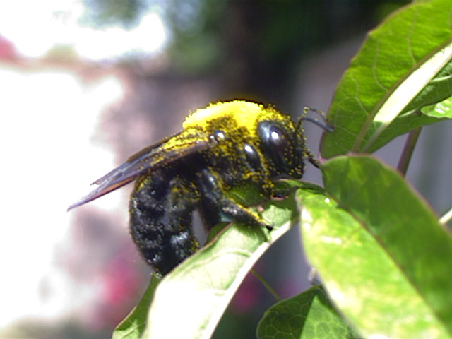 Valley Carpenter Bee, Xylocopa varipuncta