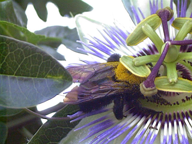 Valley Carpenter Bee, Xylocopa varipuncta