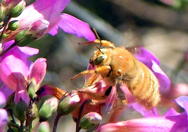 Valley Carpenter Bee, Xylocopa varipuncta