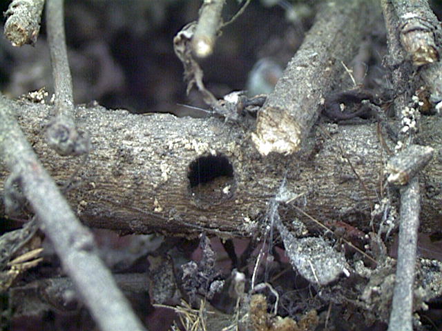 Valley Carpenter Bee, Xylocopa varipuncta