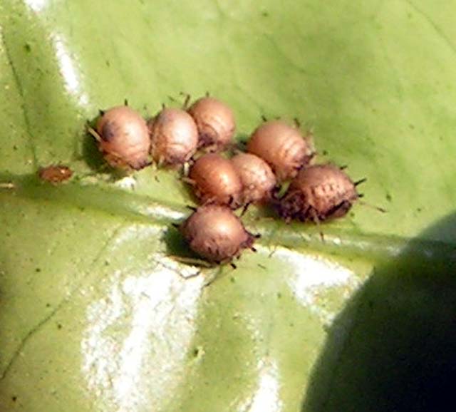 Brown Citrus Aphid, Toxoptera citricida