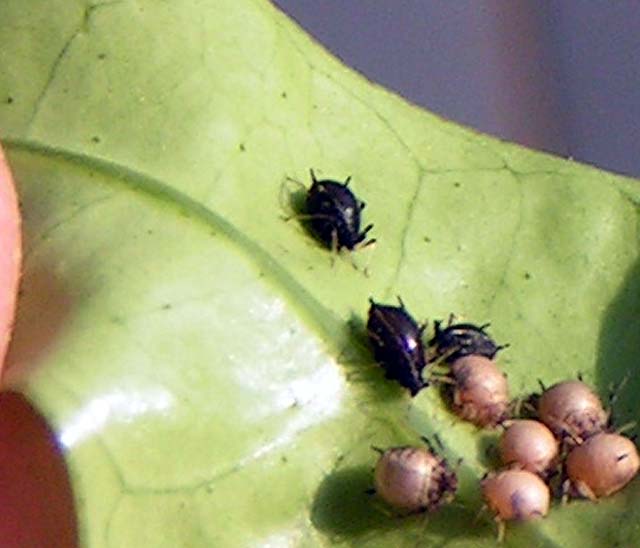 Brown Citrus Aphid, Toxoptera citricida