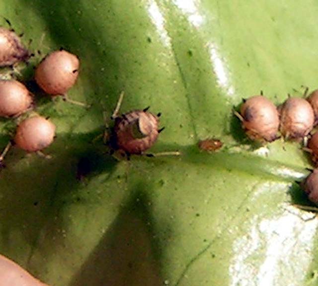 Brown Citrus Aphid, Toxoptera citricida