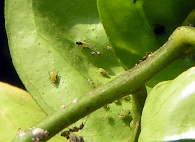 Brown Citrus Aphid, Toxoptera citricida