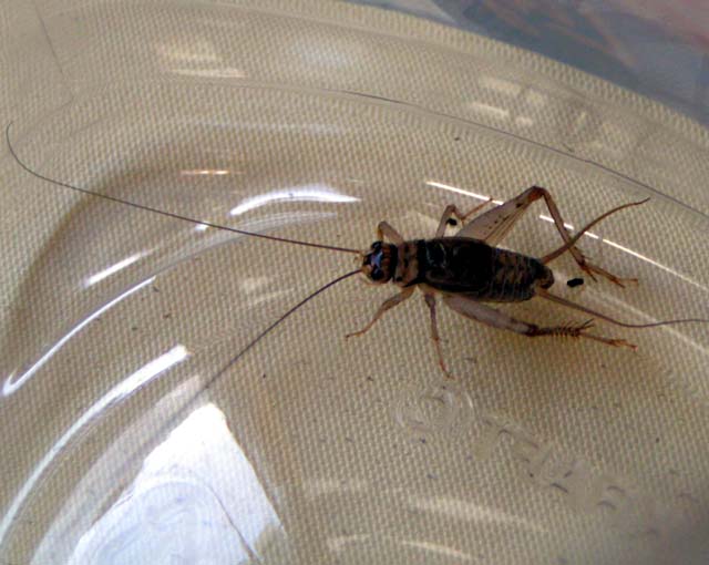 House Cricket, Acheta domestica