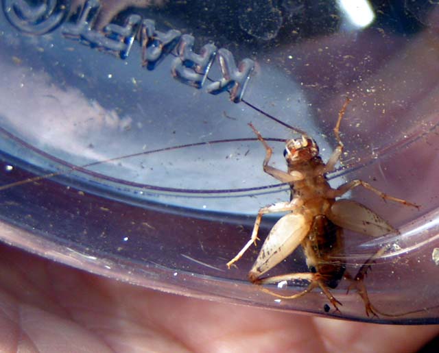 House Cricket, Acheta domestica