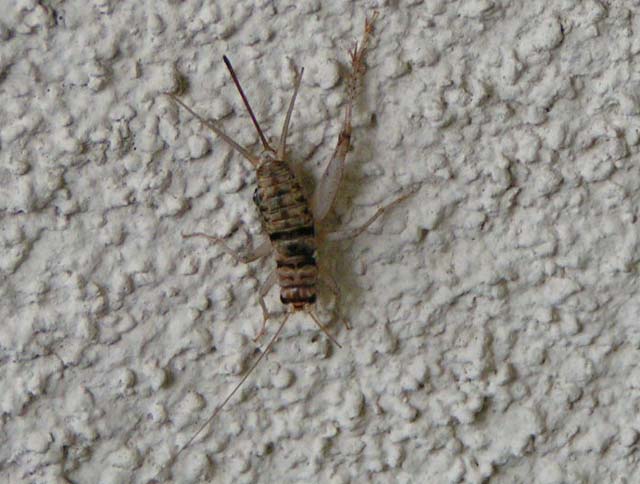 House Cricket, Acheta domestica