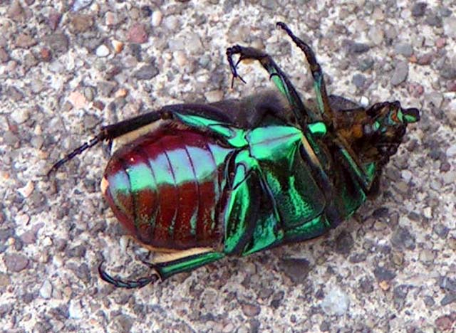 Green Fruit Beetle, Cotinis mutablis