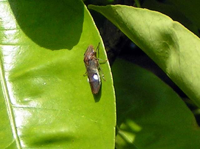 Glassy-Winged Sharpshooter, Homalodisca coagulata