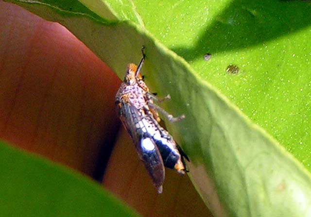 Glassy-Winged Sharpshooter, Homalodisca coagulata