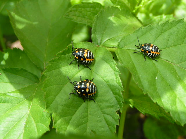 Harlequin Bug, Murgantia histrionica