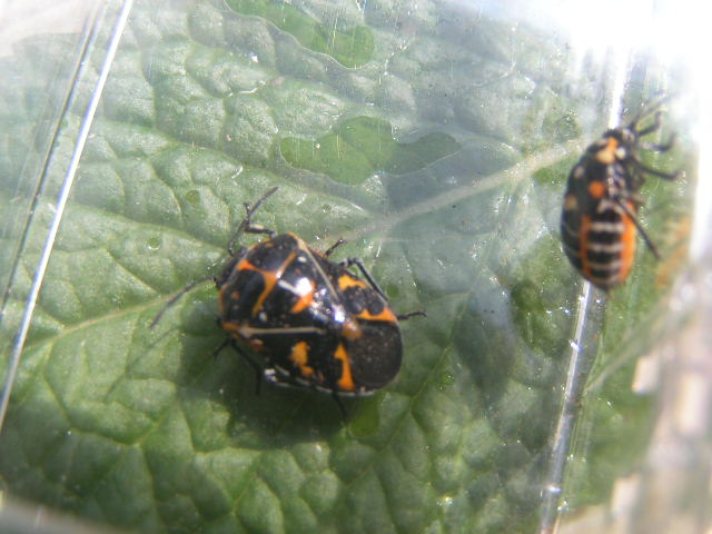 Harlequin Bug, Murgantia histrionica